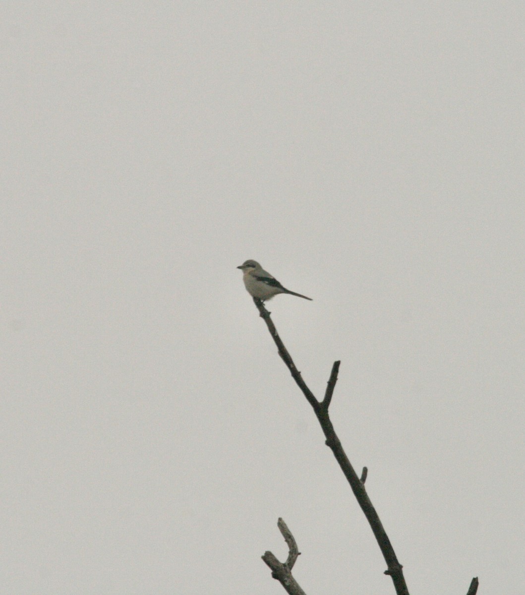 Northern Shrike - ML614035065