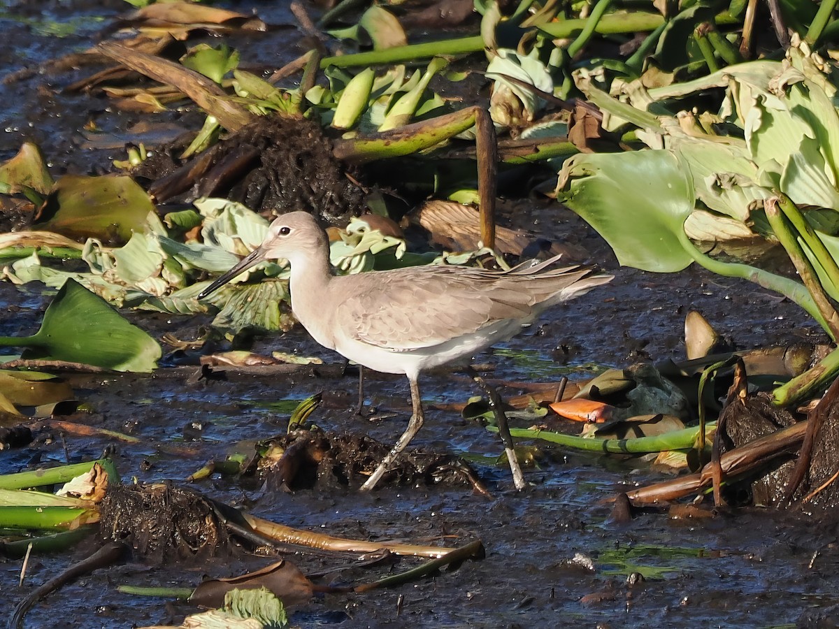 Willet - ML614035092