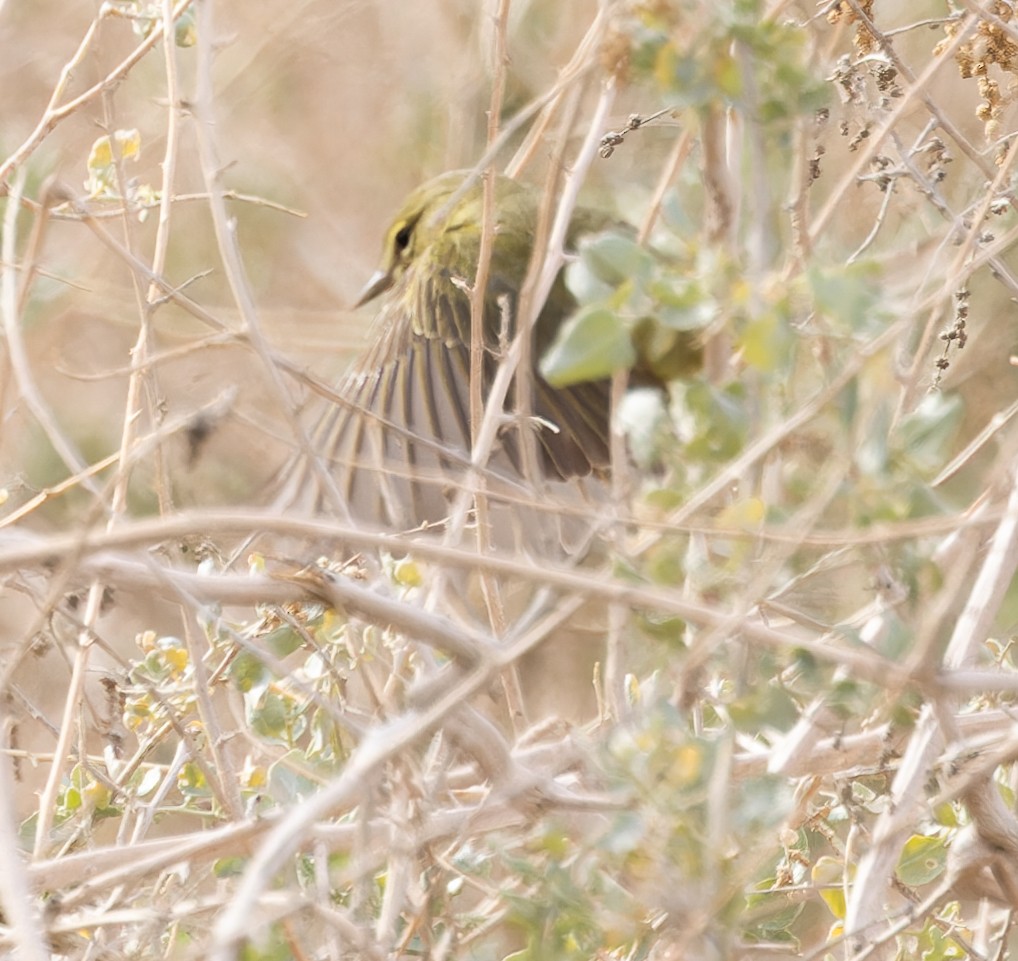 Orange-crowned Warbler - Karla Salyer