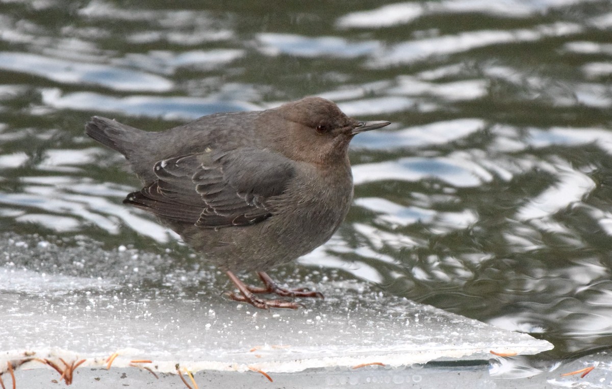 American Dipper - Jenna Atma