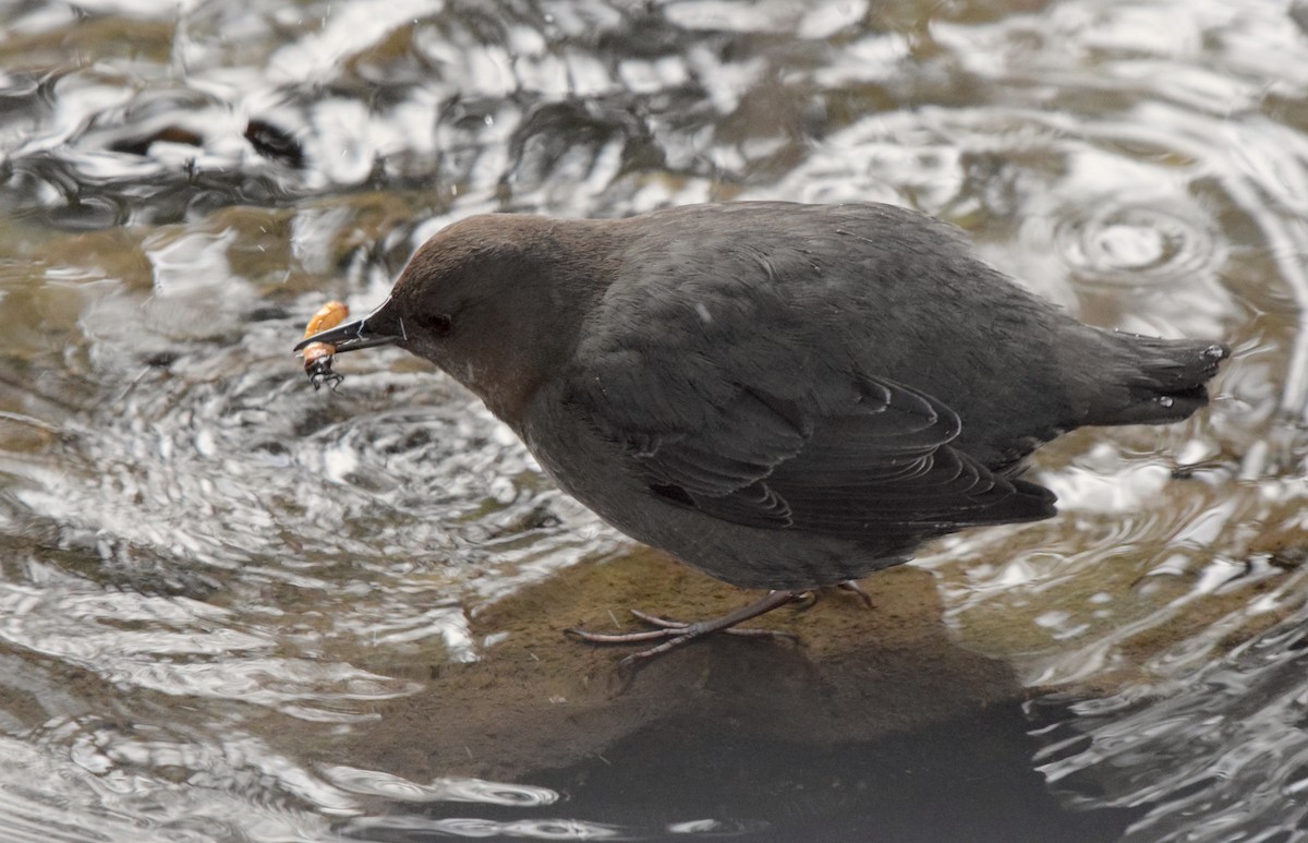 American Dipper - Jenna Atma