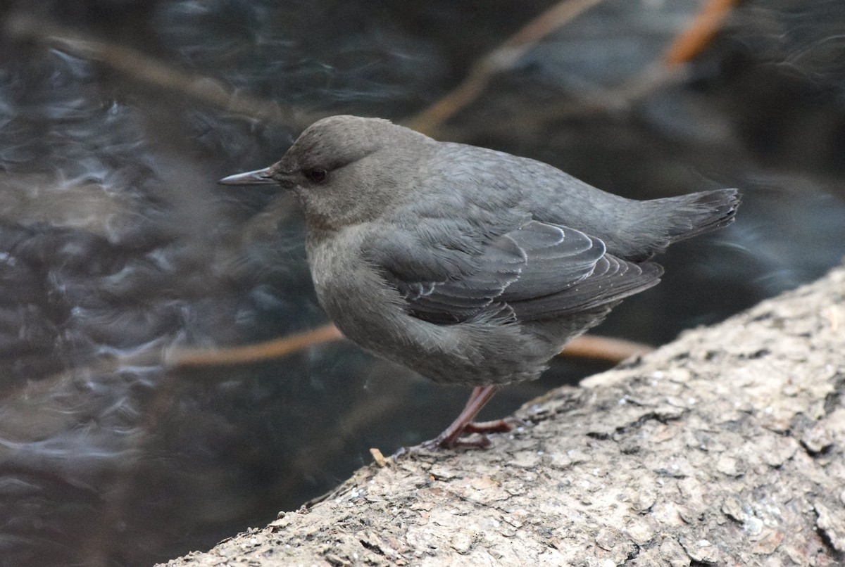 American Dipper - ML614035104