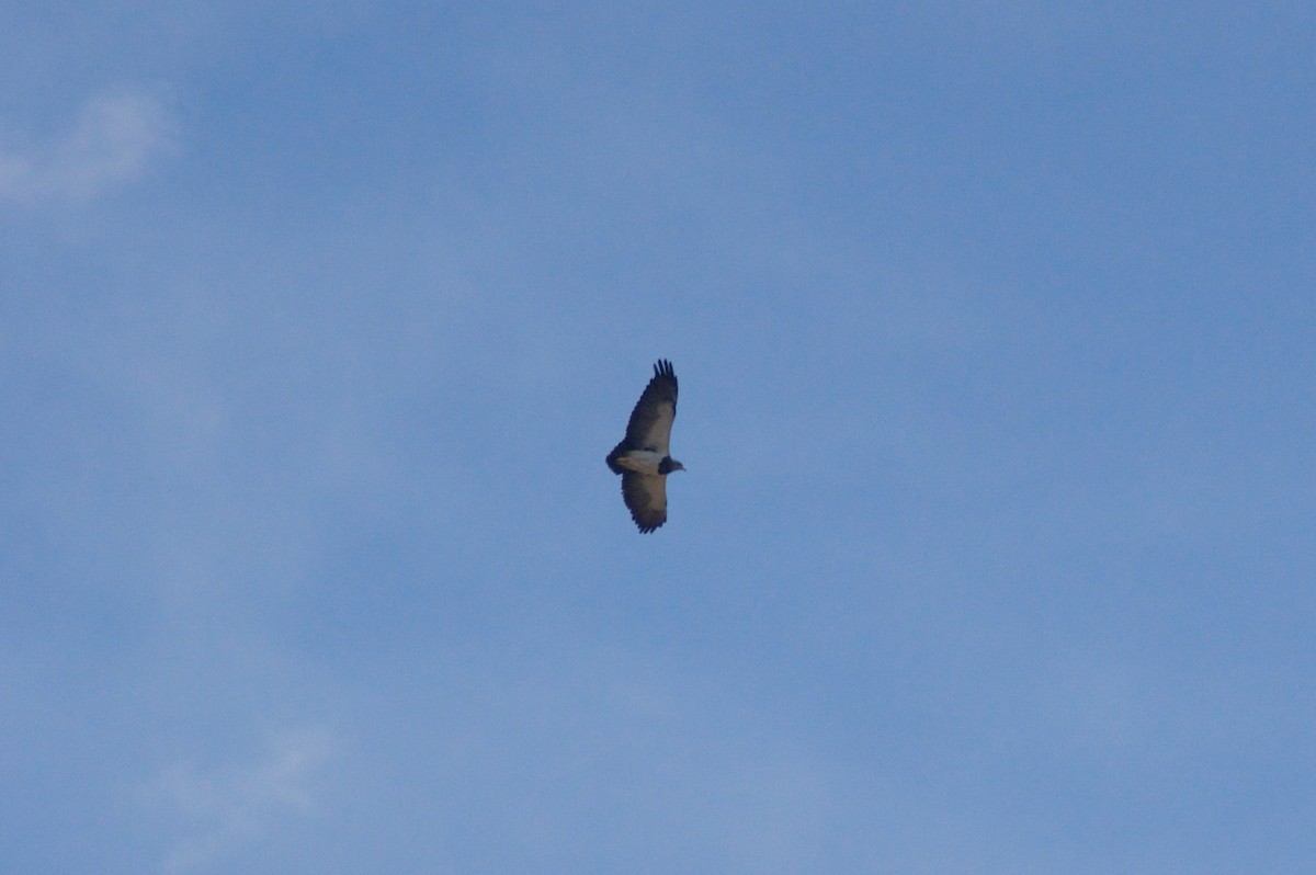 Black-chested Buzzard-Eagle - Gabriel Sandon