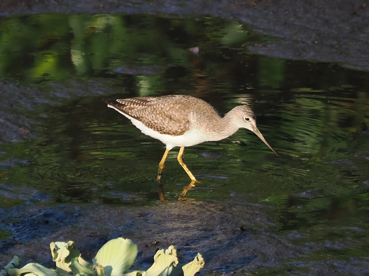 Greater Yellowlegs - ML614035123