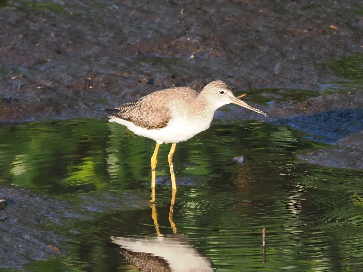 Greater Yellowlegs - ML614035124