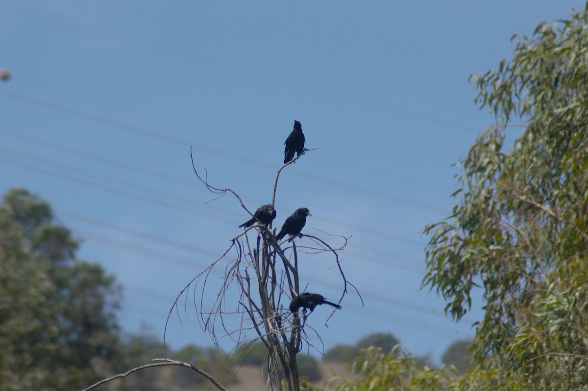 Austral Blackbird - Gabriel Sandon