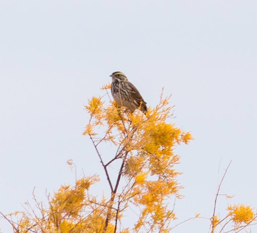 Savannah Sparrow - ML614035134