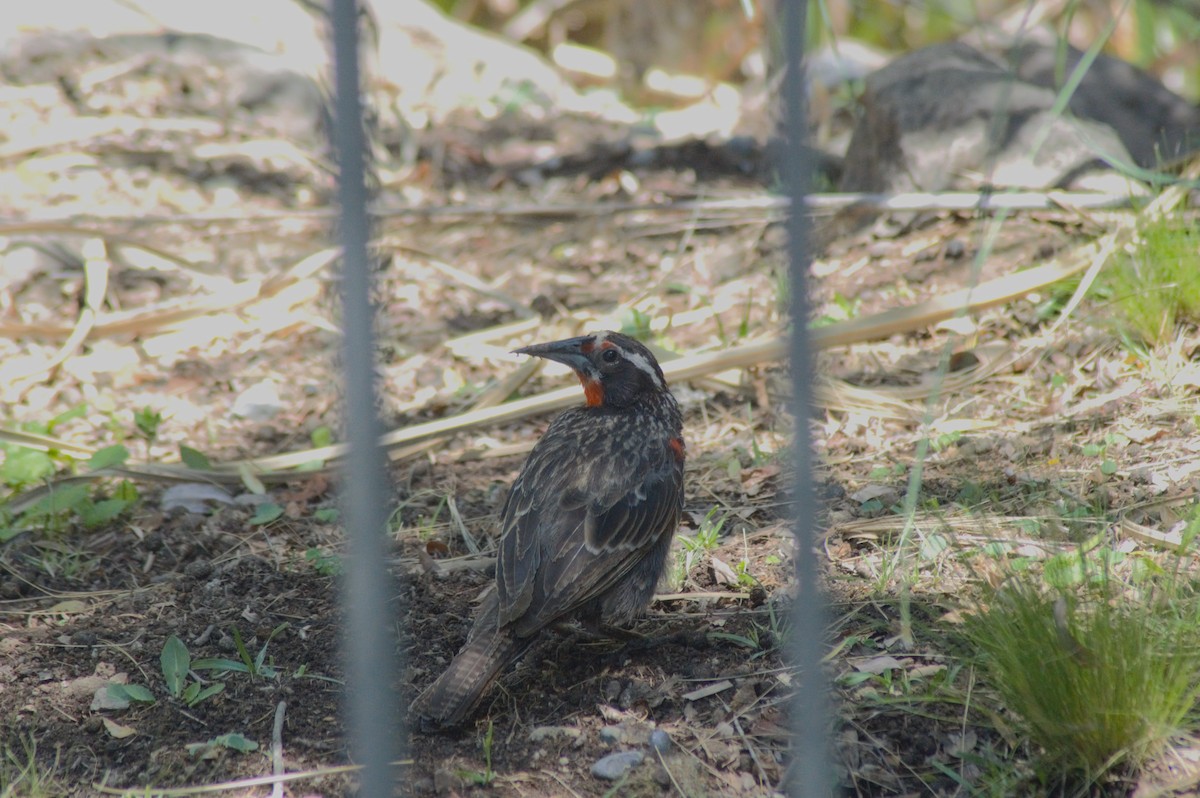 Long-tailed Meadowlark - ML614035135