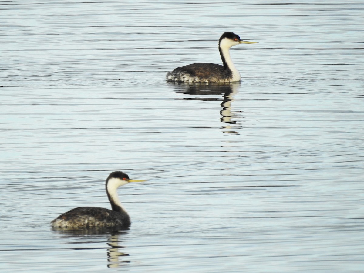 Western Grebe - Sue Ascher