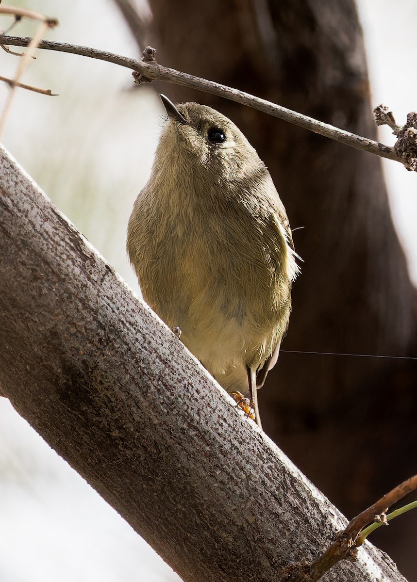 Ruby-crowned Kinglet - ML614035190