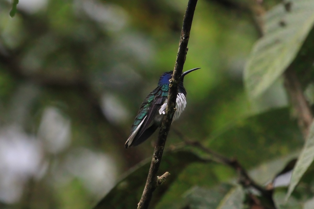 White-necked Jacobin - ML614035198