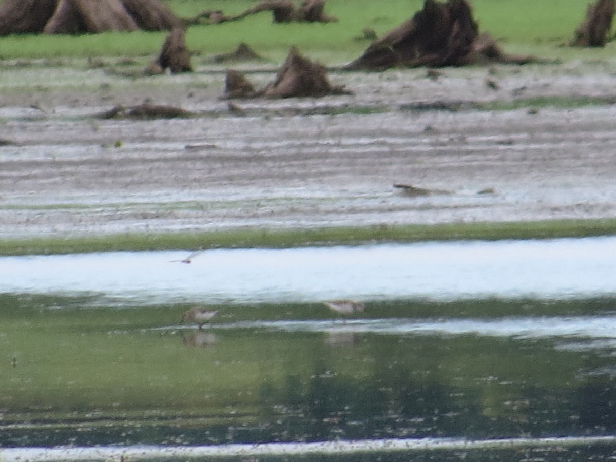 Semipalmated Sandpiper - Andrew Burnett