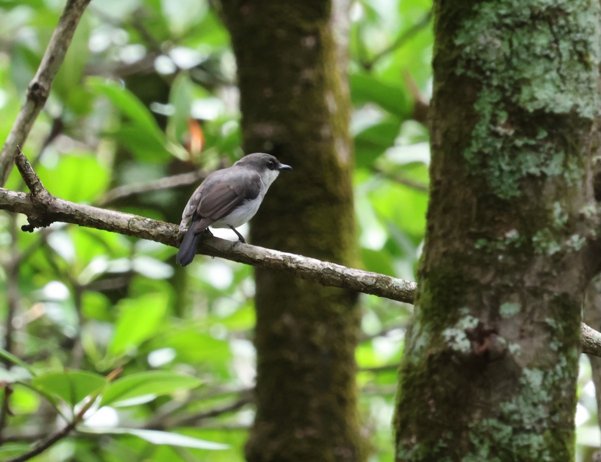 Mangrove Robin - Pamela Jones