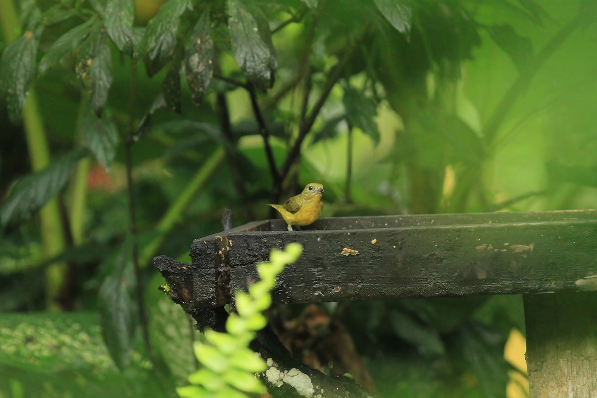Flame-rumped Tanager - ML614035372