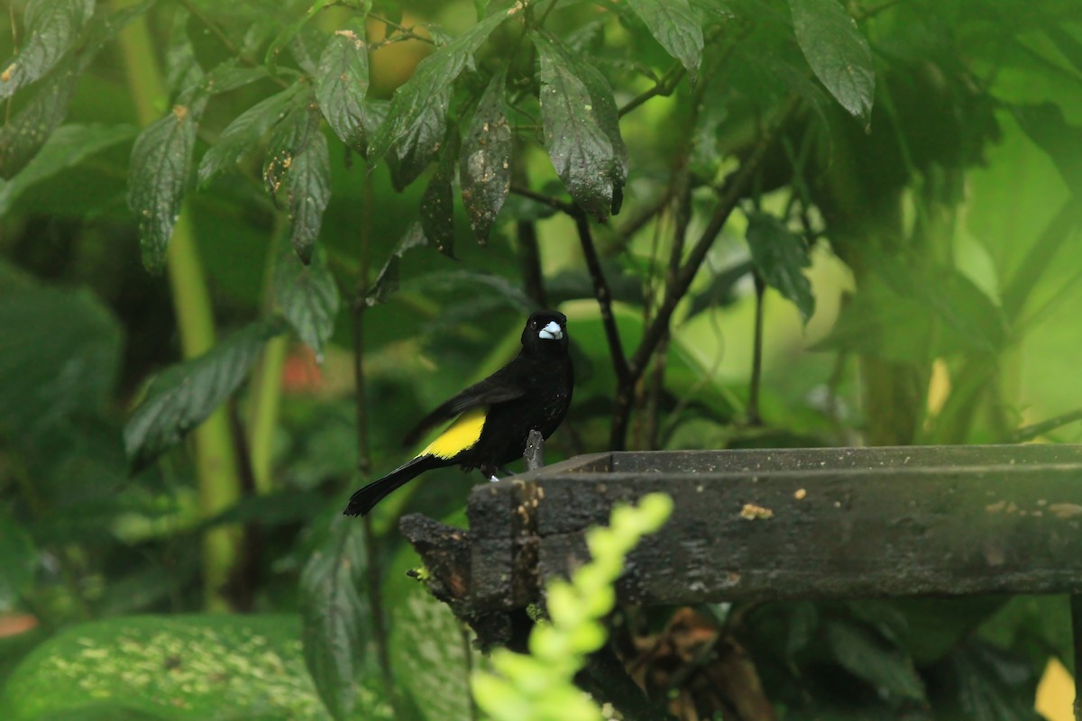 Flame-rumped Tanager - ML614035395