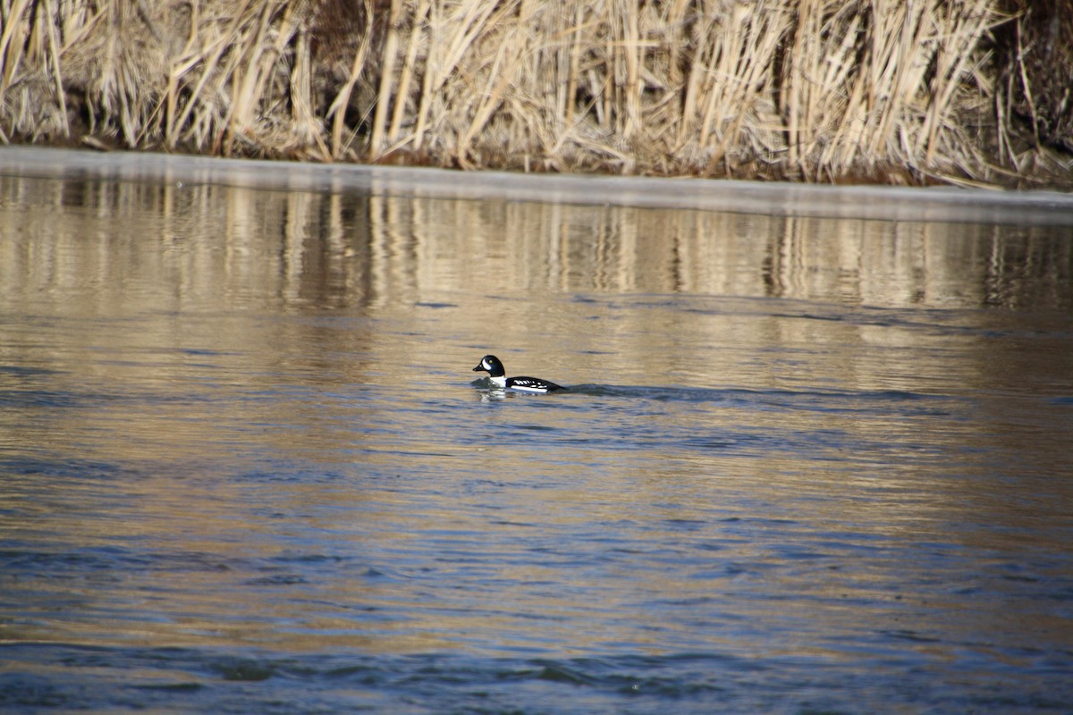 Barrow's Goldeneye - Richard Diedrich