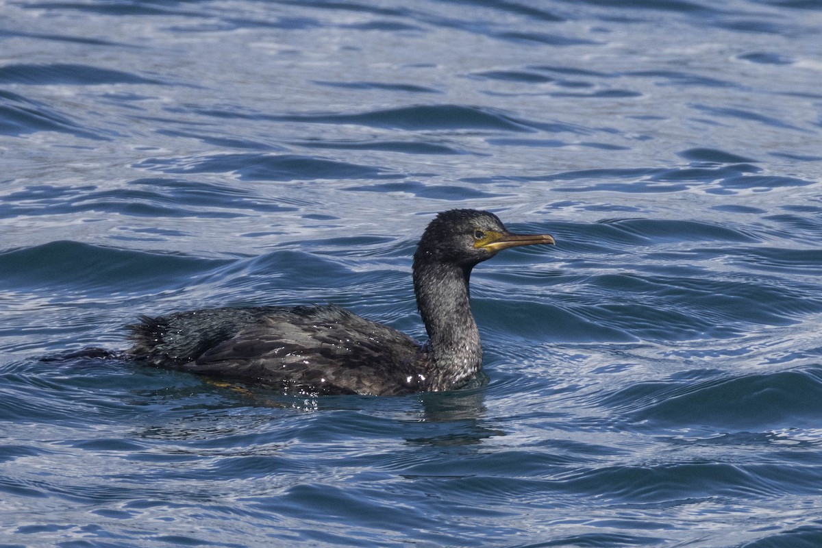 Pitt Island Shag - ML614035419