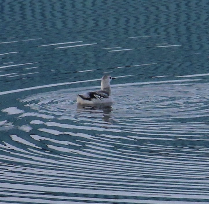 Black Guillemot - Morgan Wadden