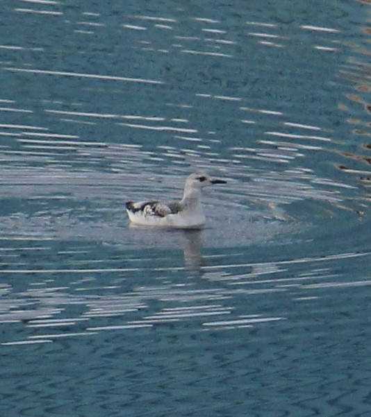 Black Guillemot - Morgan Wadden