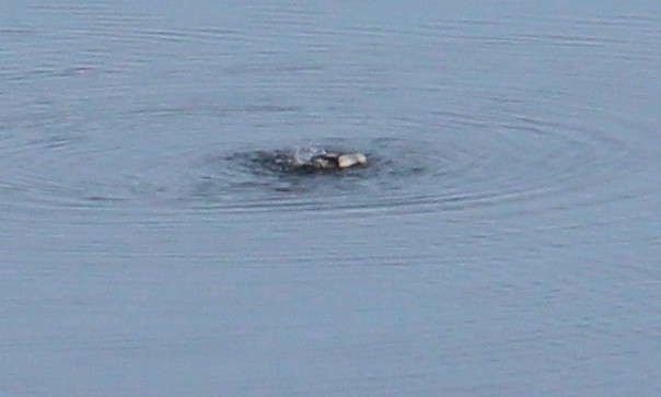 Black Guillemot - Morgan Wadden