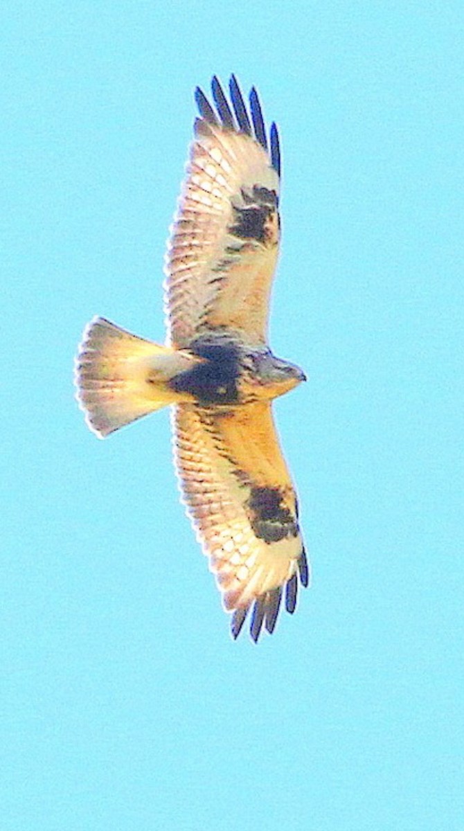 Rough-legged Hawk - ML614035487