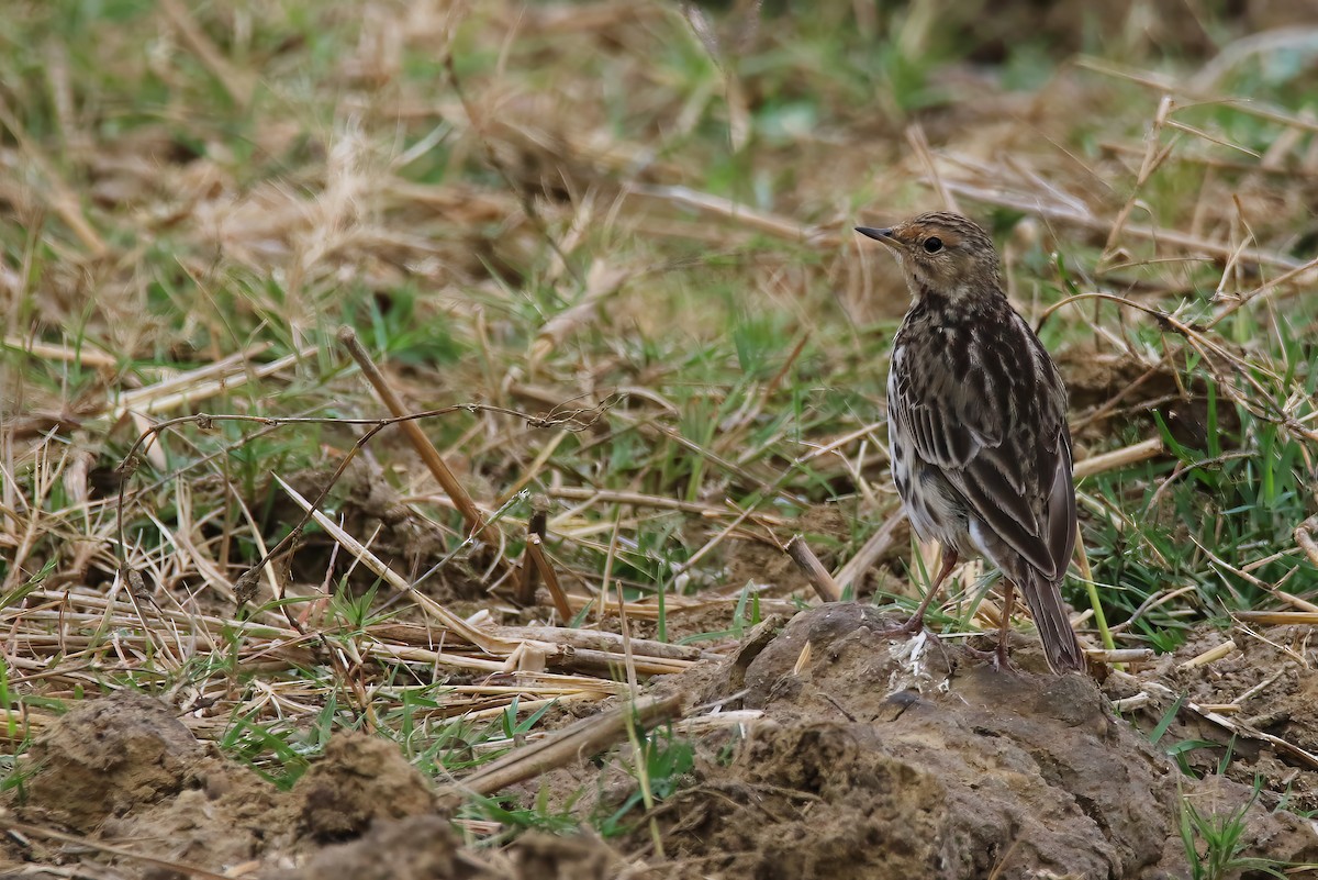 Red-throated Pipit - ML614035504