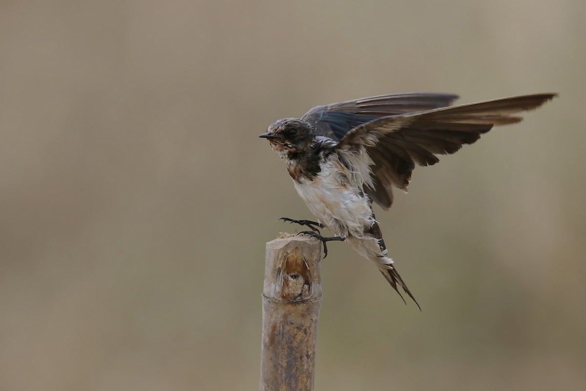 Barn Swallow (Buff-bellied) - ML614035512