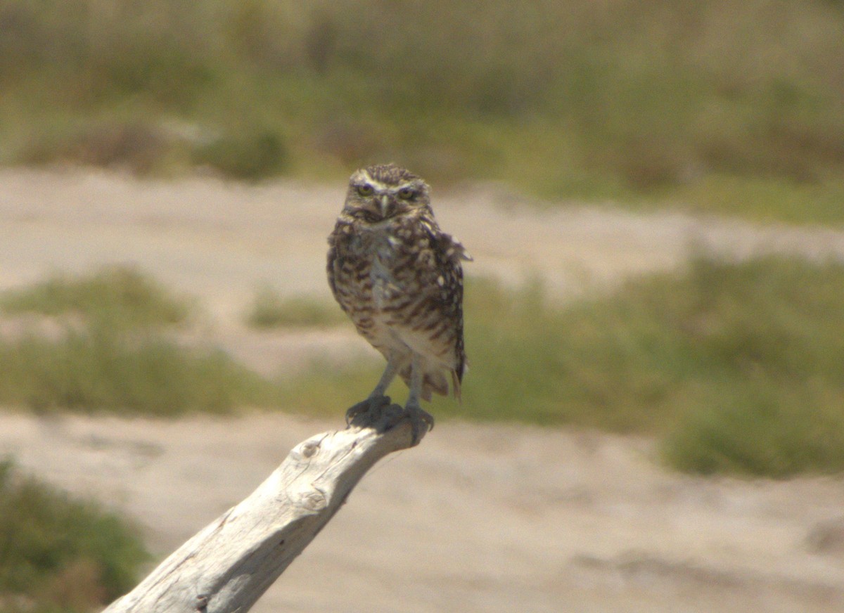 Burrowing Owl - Edgardo Oscar Pic
