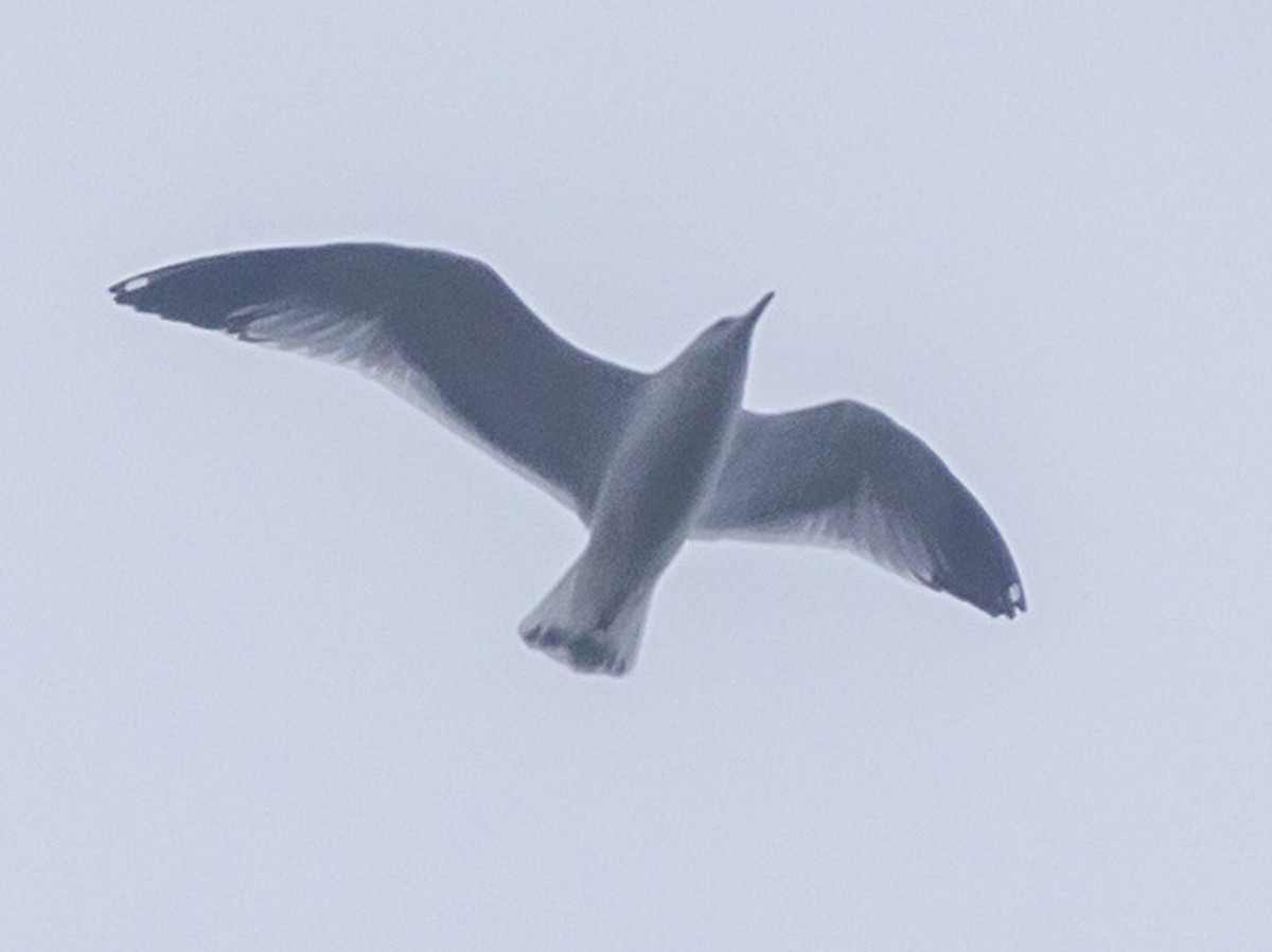 Ring-billed Gull - ML614035612