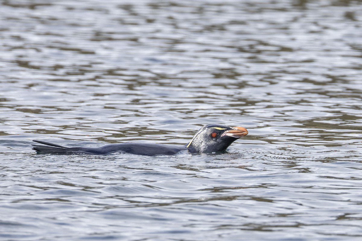 Southern Rockhopper Penguin - ML614035709