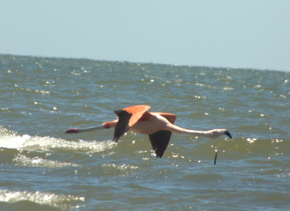 Chilean Flamingo - ML614035723