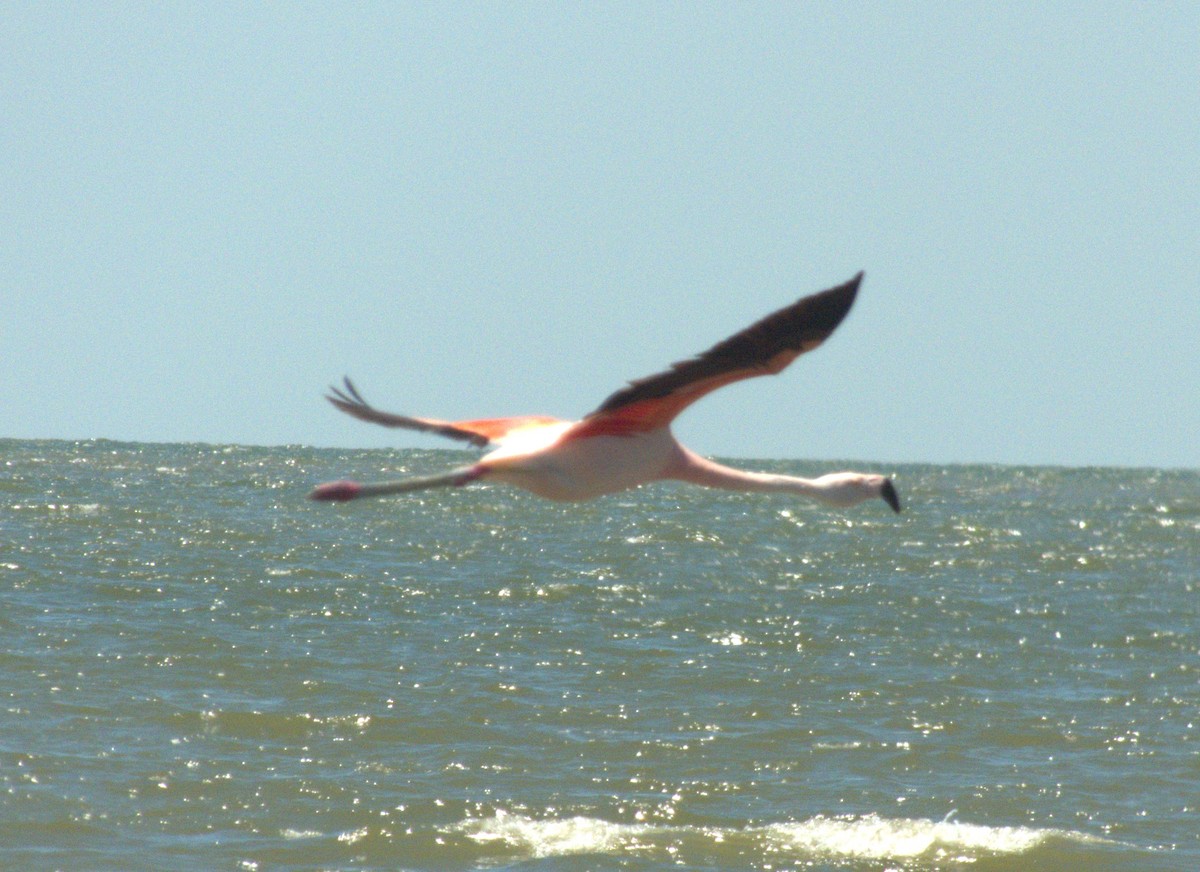 Chilean Flamingo - ML614035725