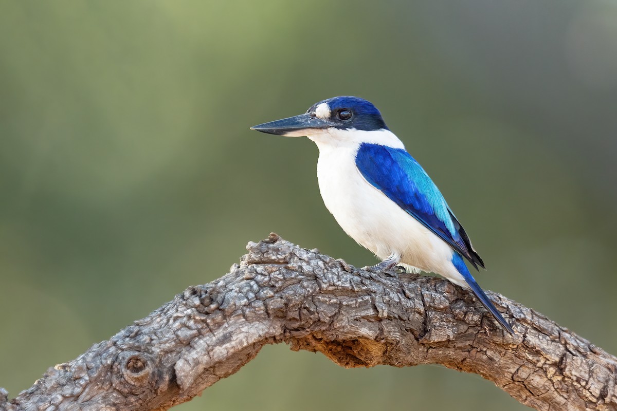 Forest Kingfisher - JJ Harrison