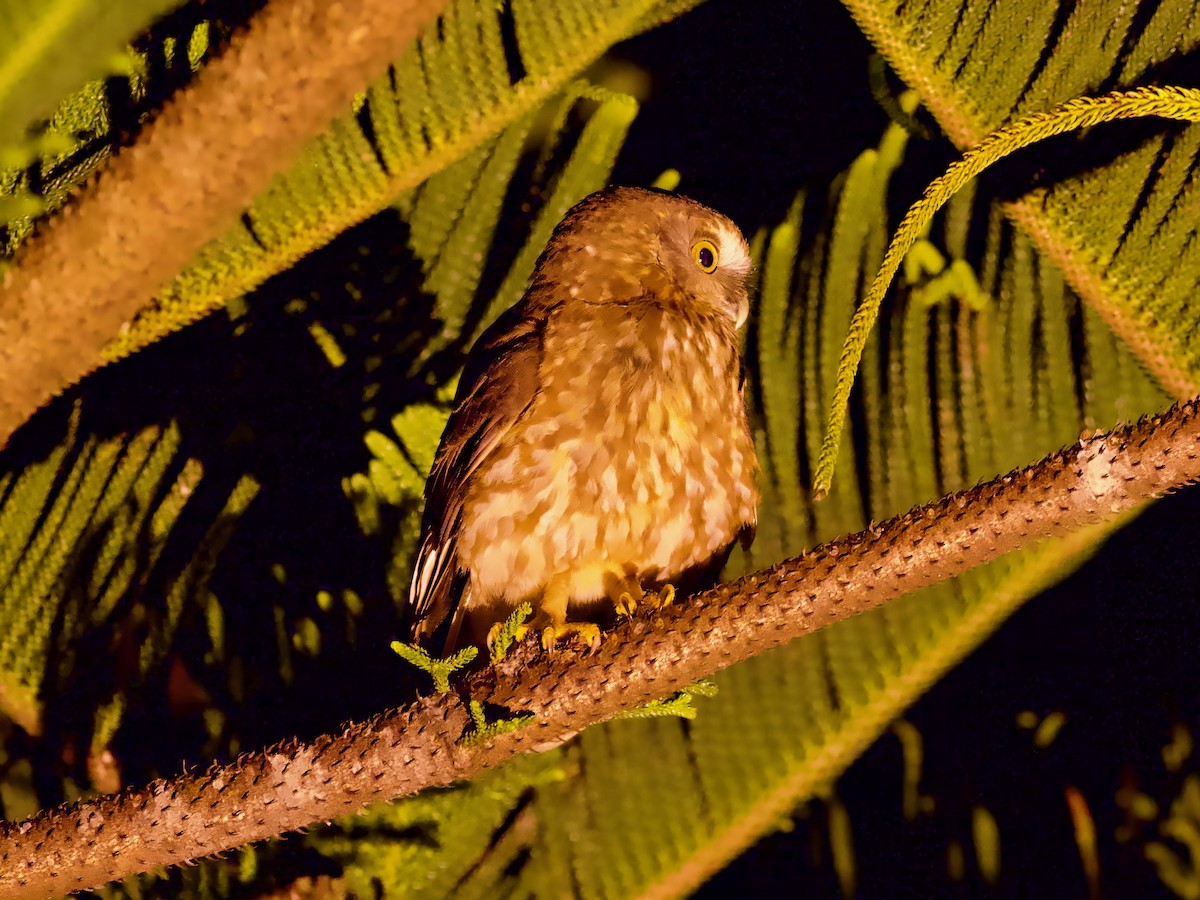 Morepork - ML614035744