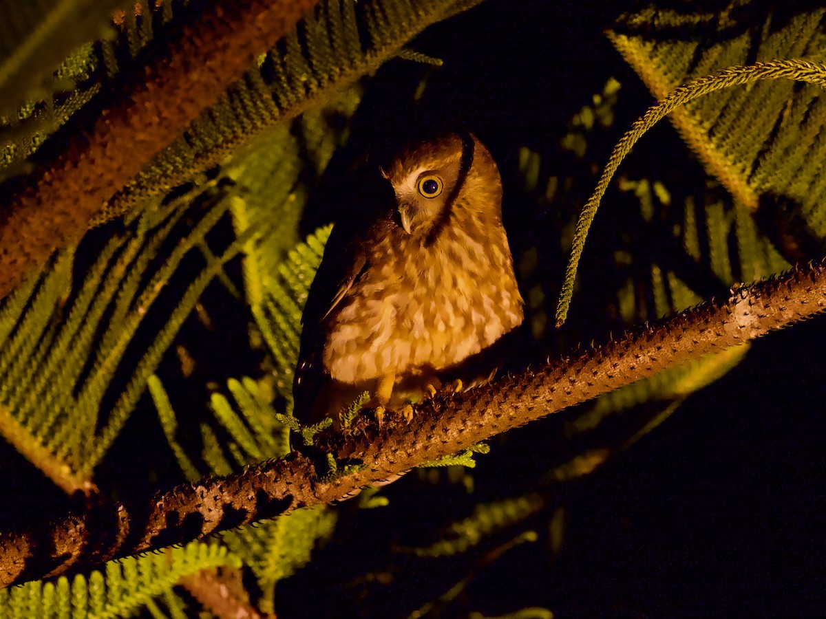 Morepork - ML614035746