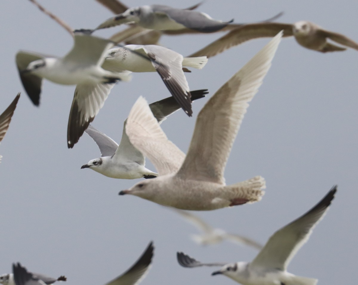 Iceland Gull - Michael Brothers