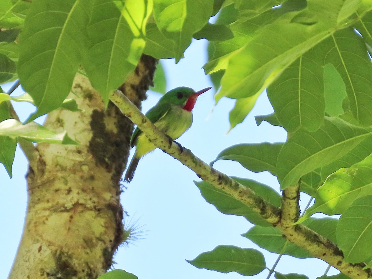 Jamaican Tody - ML614035783