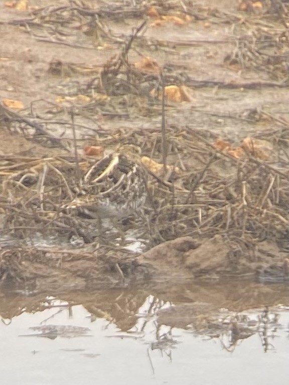 Wilson's Snipe - ML614035785