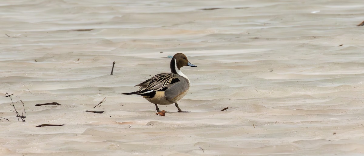 Northern Pintail - Sam Maddux