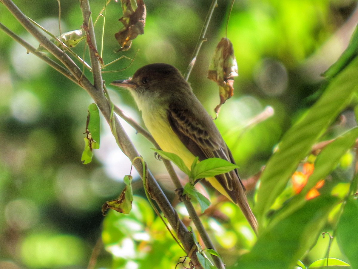 Sad Flycatcher - ML614035811