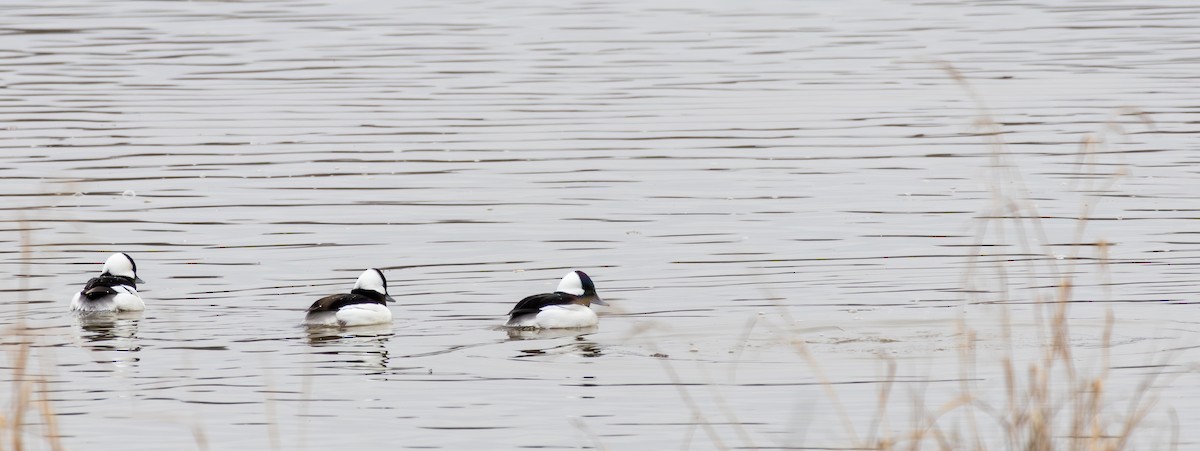 Bufflehead - ML614035813