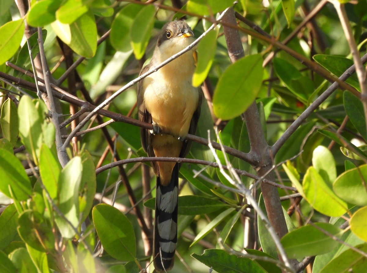 Mangrove Cuckoo - ML614035873
