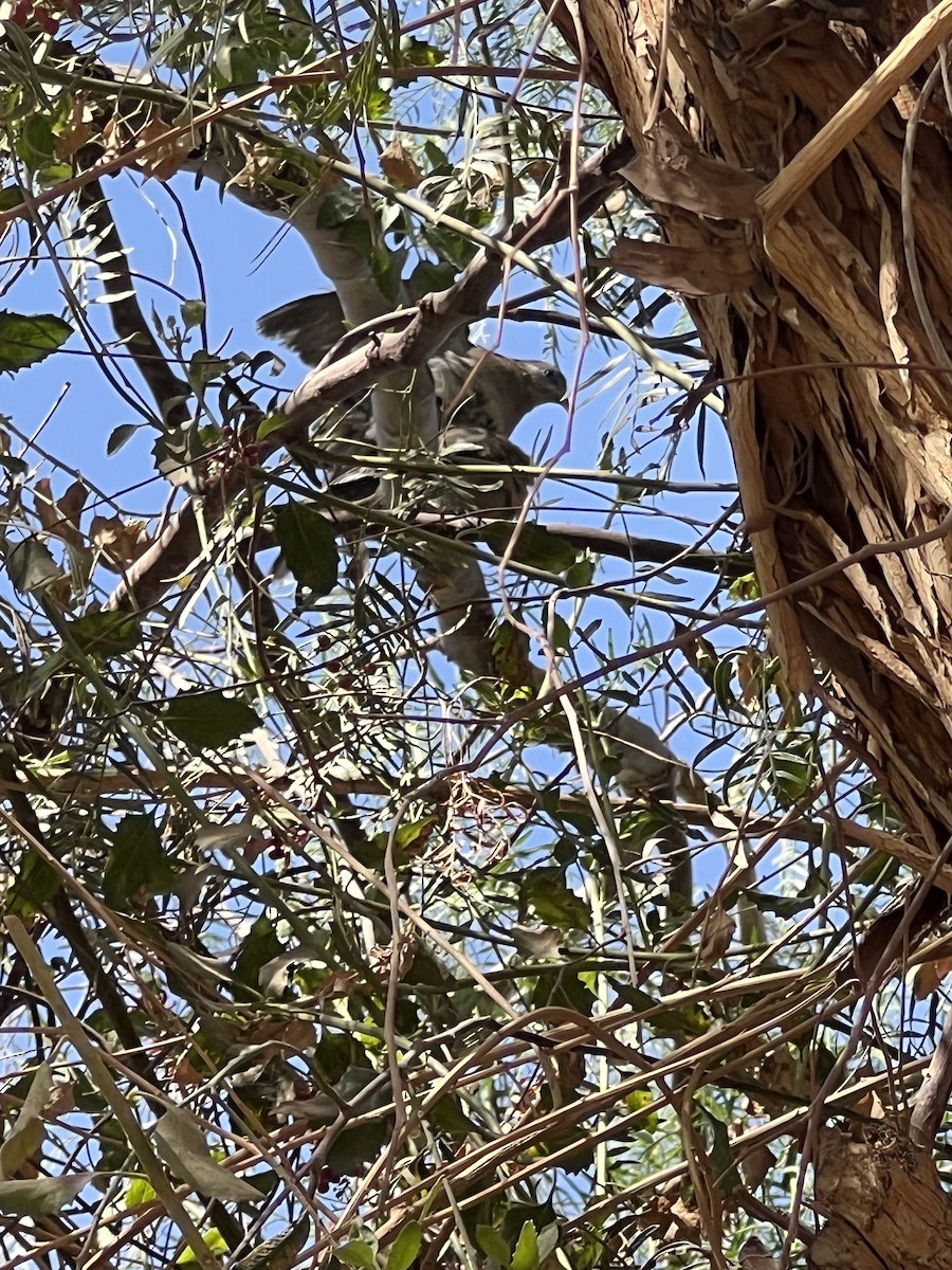 Eared Dove - ML614035881