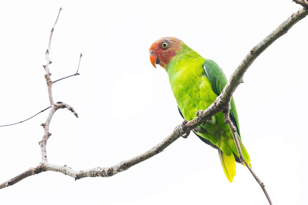 Red-cheeked Parrot - JJ Harrison