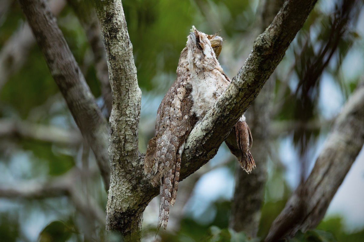 Papuan Frogmouth - JJ Harrison