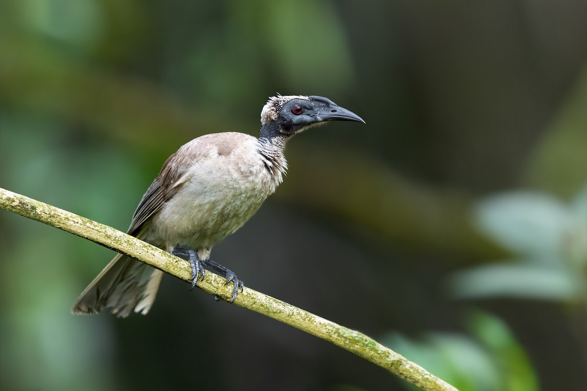 Helmeted Friarbird - ML614036063