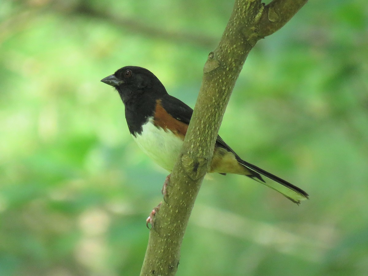 pipilo rudooký (ssp. erythrophthalmus/canaster) - ML614036197