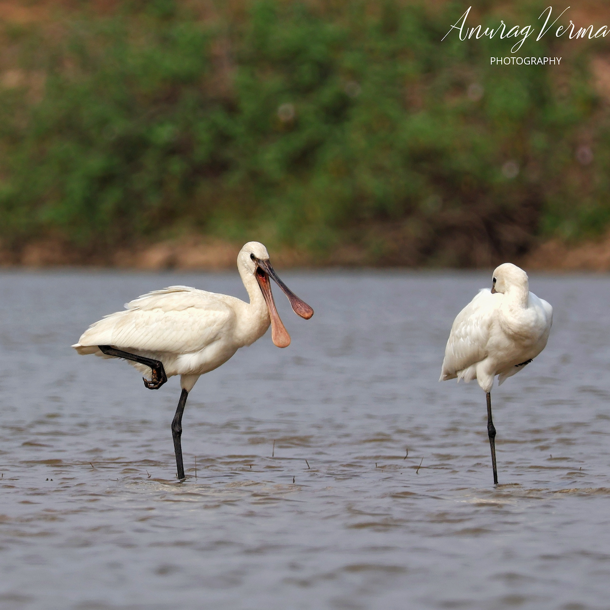 Eurasian Spoonbill - Anurag Verma