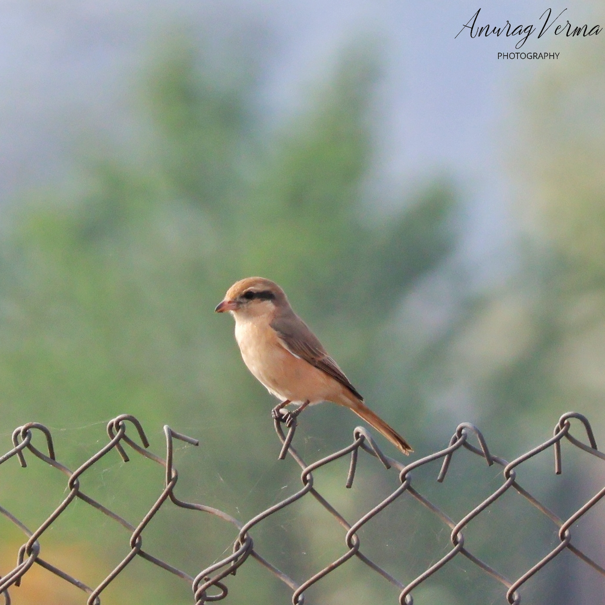 Isabelline Shrike - ML614036224