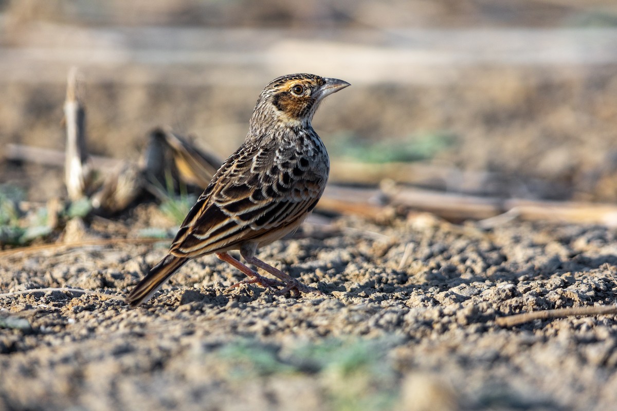 Singing Bushlark (Australasian) - ML614036288